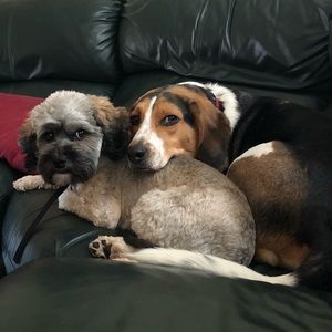 Meet your Posher, Hazel